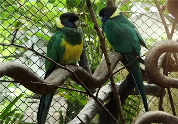 I.D. on the parrot in Lincoln Harbor