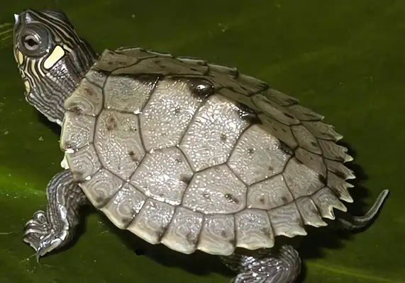 Northern melanoma map turtle identity information
