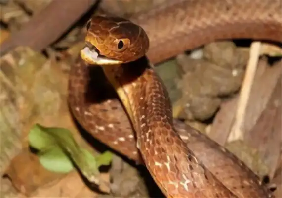 Viper ID