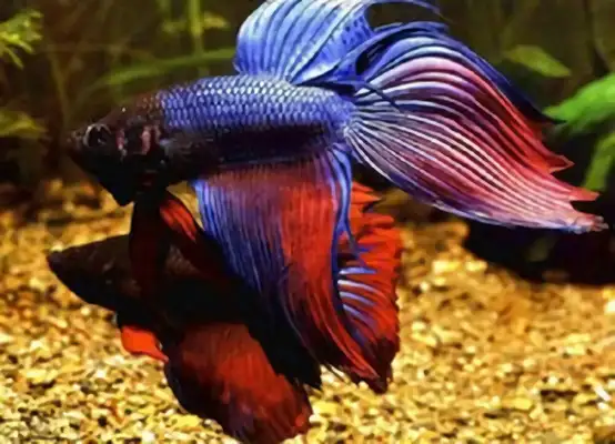 Thai Fish Fighting Identity Information