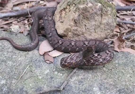 Viper ID