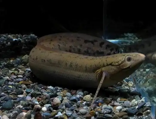 Information on the identity of African lung fish