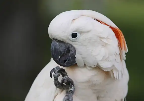 Information on the identity of the macaw in Moluccas
