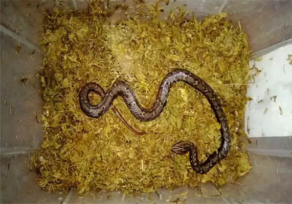 Viper ID