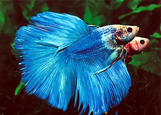 Thai Fish Fighting Identity Information
