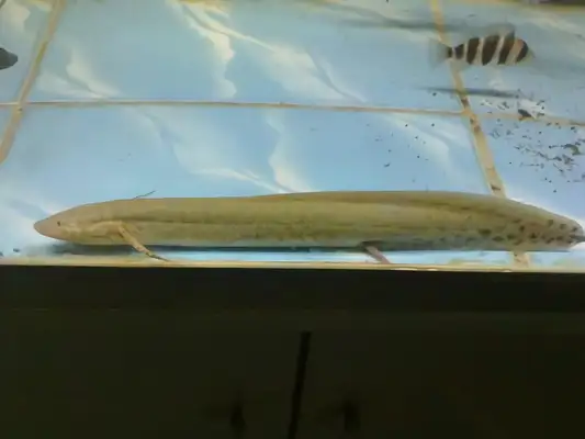 Information on the identity of African lung fish