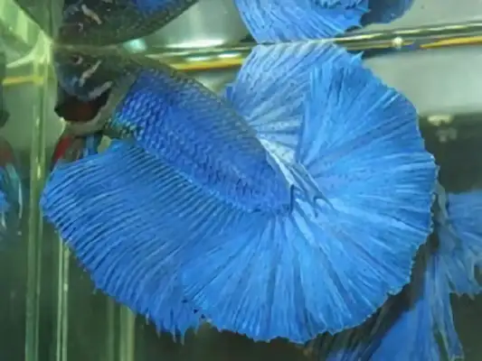 Thai Fish Fighting Identity Information