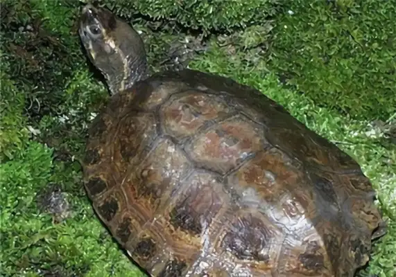 Information on the identity of the Malegore turtle