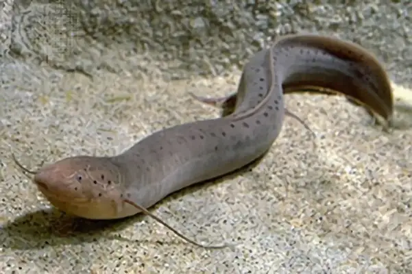 Information on the identity of African lung fish