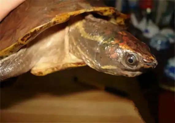 Information on the identity of the Malegore turtle