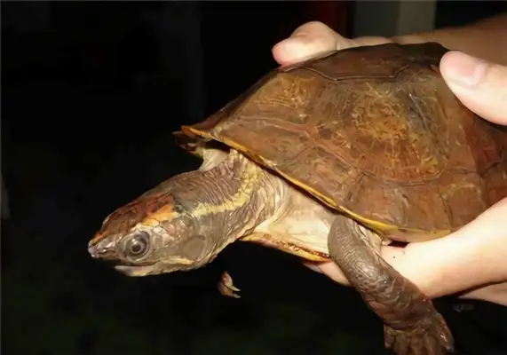 Information on the identity of the Malegore turtle