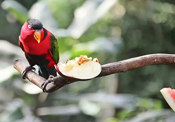 Blacktops sucking on the parrot ID