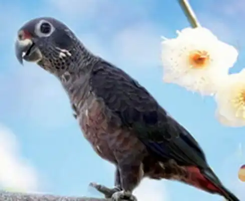 Dark parrot identity information