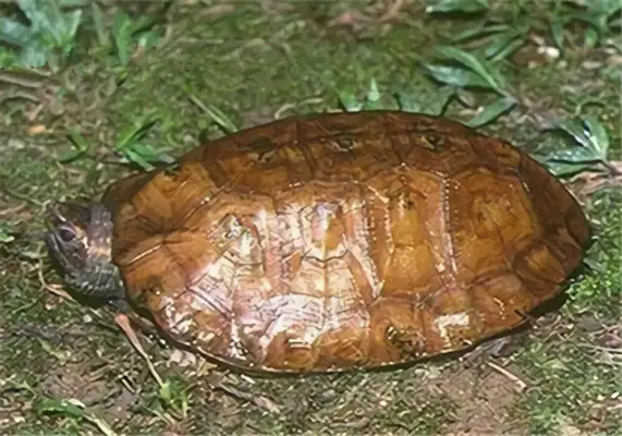 Information on the identity of the Malegore turtle