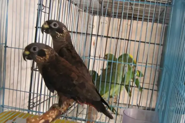 Dark parrot identity information