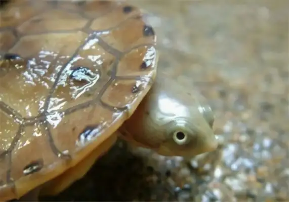 Brazilian snake neck identity information