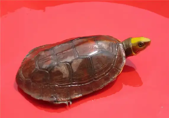 I.D. on the gold shell