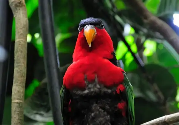 Blacktops sucking on the parrot ID