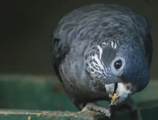 Dark parrot identity information