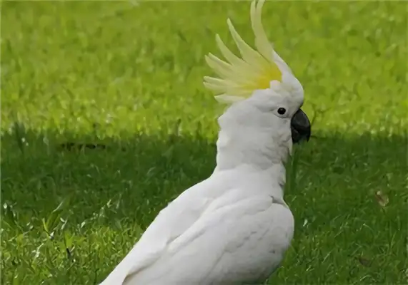 An ID on the parrot
