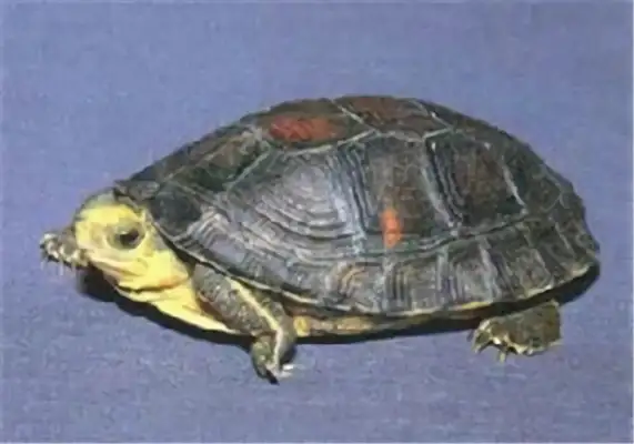 I.D. on the gold shell