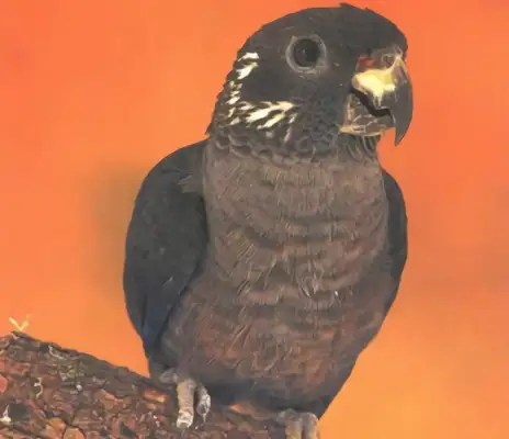 Dark parrot identity information