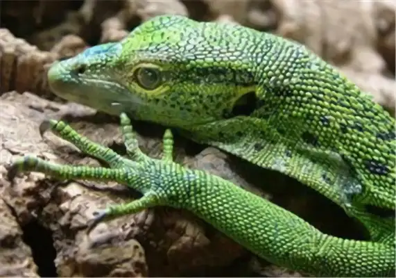 Emerald Iguana Identity Information