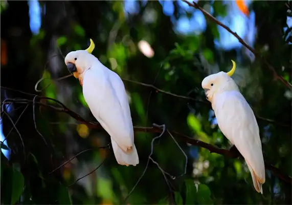 An ID on the parrot