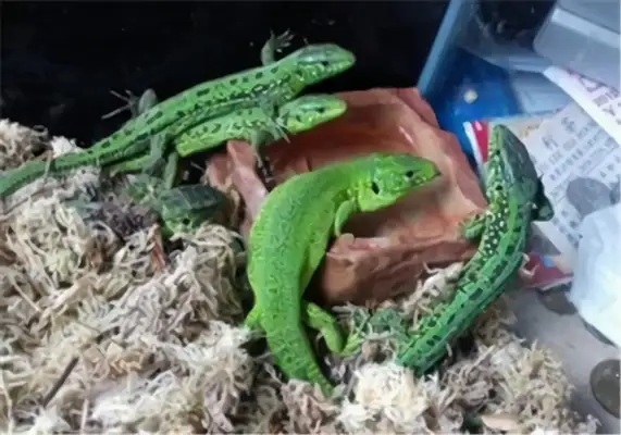 Emerald Iguana Identity Information