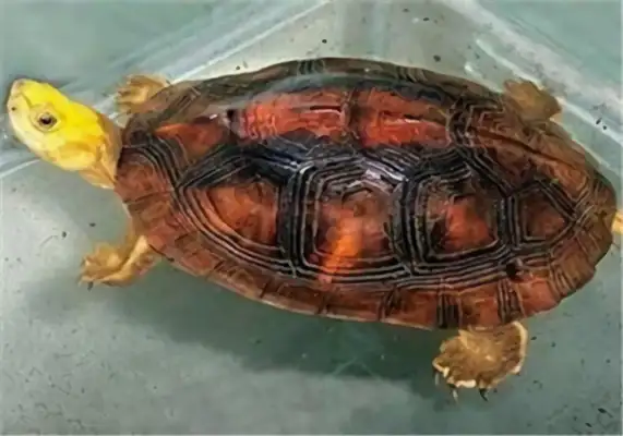 I.D. on the gold shell