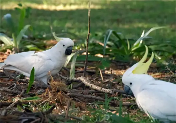 An ID on the parrot