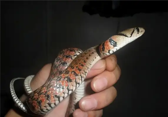 Fish snake identity information