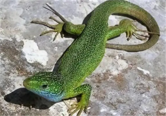 Emerald Iguana Identity Information