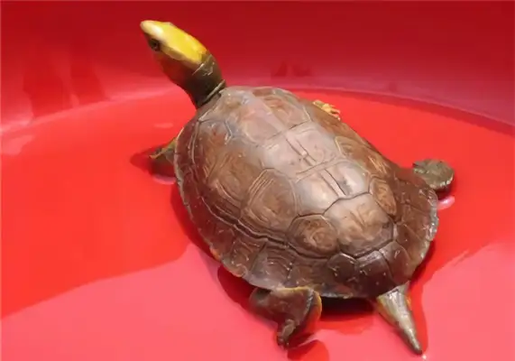 I.D. on the gold shell