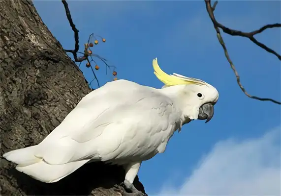 An ID on the parrot