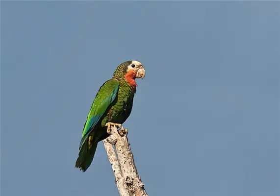 Cuban parrot identity information