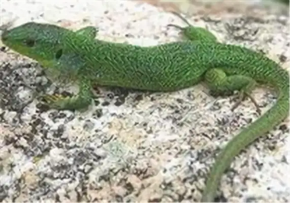 Emerald Iguana Identity Information