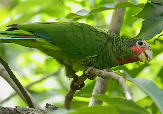 Cuban parrot identity information