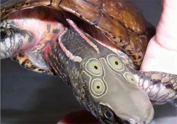 Identities of four-eyed water turtles