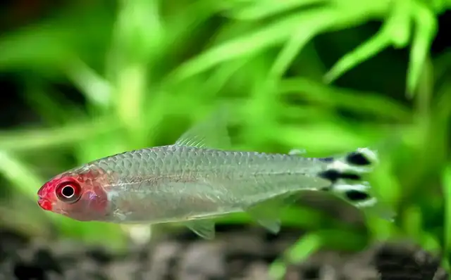 Red nose scissors I.D