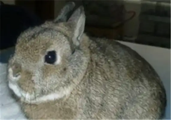 Polish rabbit identity information