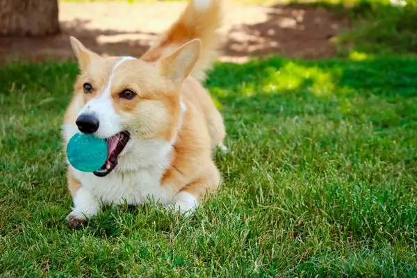 Introduction to Eskimo Dogs: A perfect combination of grace and loyalty