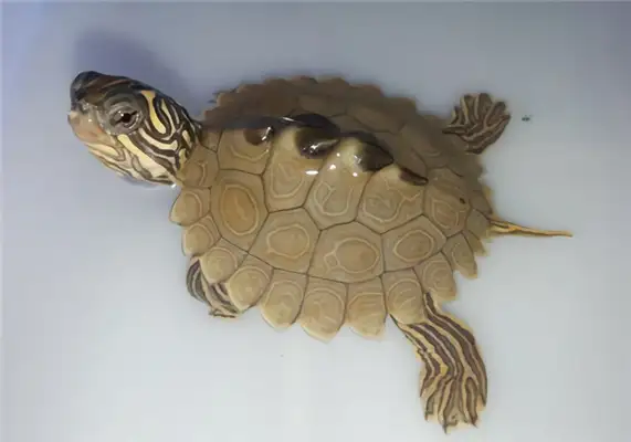 Northern melanoma map turtle identity information