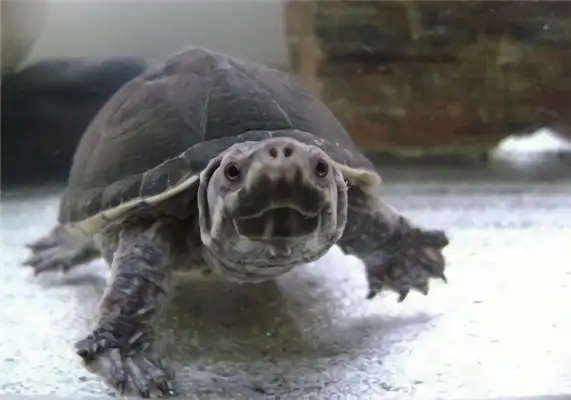 I.D. on the musk turtle in Mississippi