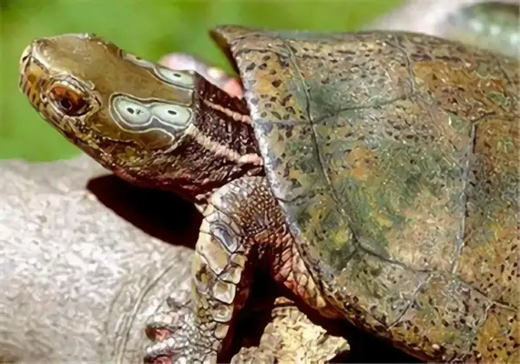 Identities of four-eyed water turtles