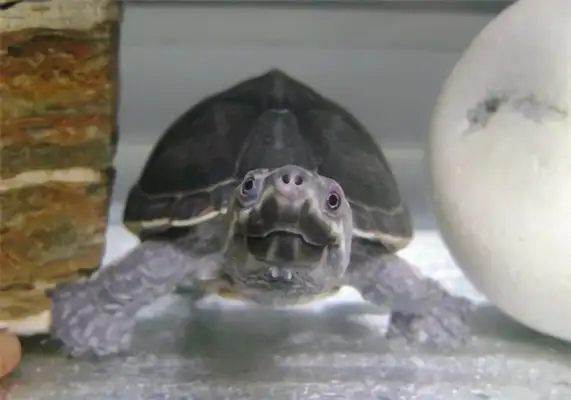 I.D. on the musk turtle in Mississippi