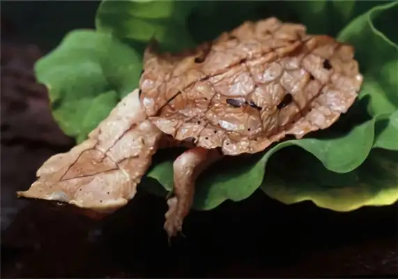 The identity of the dead leaf turtle