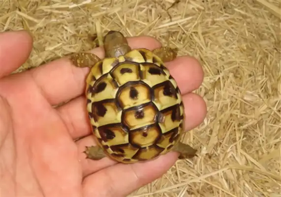Herman's Land Turtle Identity Information