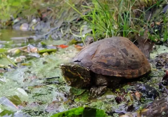 I.D. on the musk turtle in Mississippi