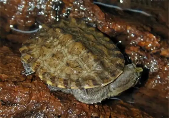 Information on the identity of South American snakes
